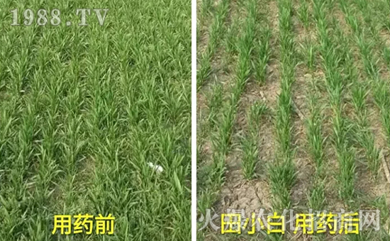 節(jié)節(jié)麥如何防除，用什么藥？怎么打藥效果好？