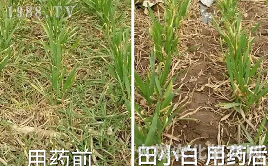 節(jié)節(jié)麥如何防除，用什么藥？怎么打藥效果好？