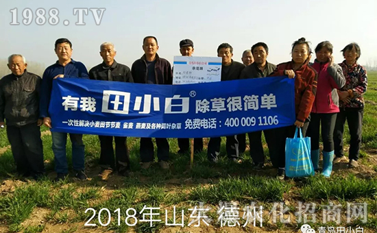 節(jié)節(jié)麥如何防除，用什么藥？怎么打藥效果好？