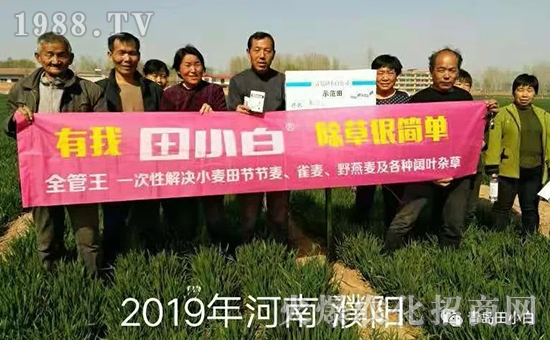 39節(jié)節(jié)麥如何防除，用什么藥？怎么打藥效果好？