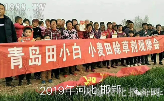 節(jié)節(jié)麥如何防除，用什么藥？怎么打藥效果好？