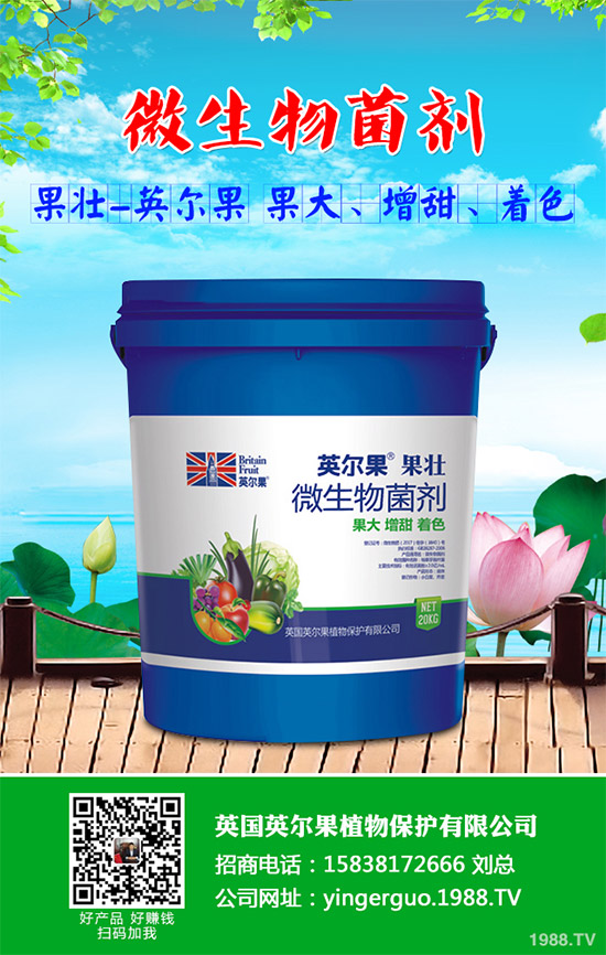 油麥菜什么時候種植？油麥菜高產(chǎn)種植技術(shù)要點