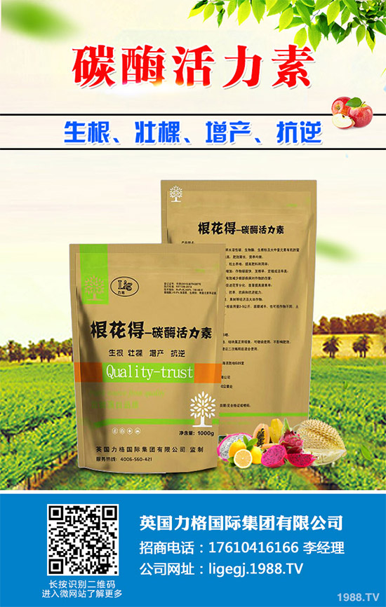 油麥菜什么時候種植？油麥菜高產(chǎn)種植技術(shù)要點