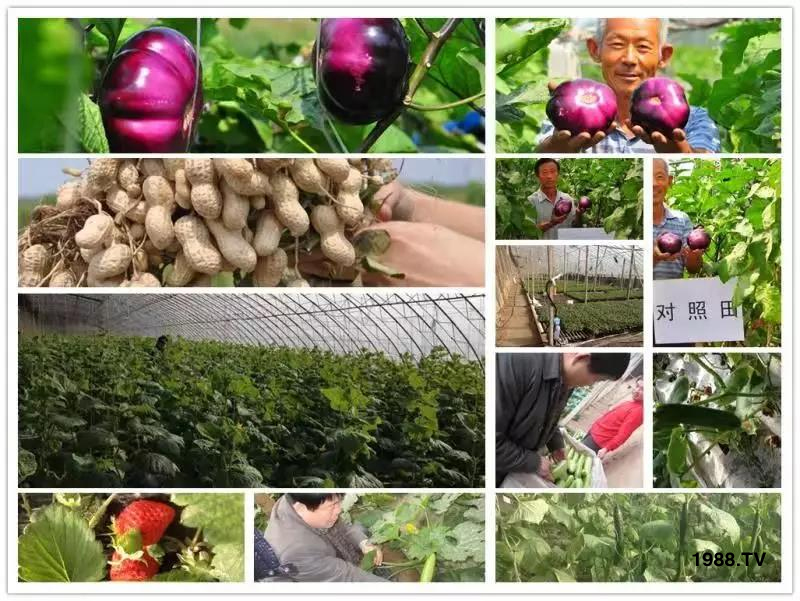 礦源黃腐酸鉀——精品肥！1公斤=8噸有機(jī)肥！新疆源頭直發(fā)?。?！