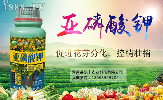 �����|���S�ɹ����v1988.TV���_���r(n��ng)�Y�N����������