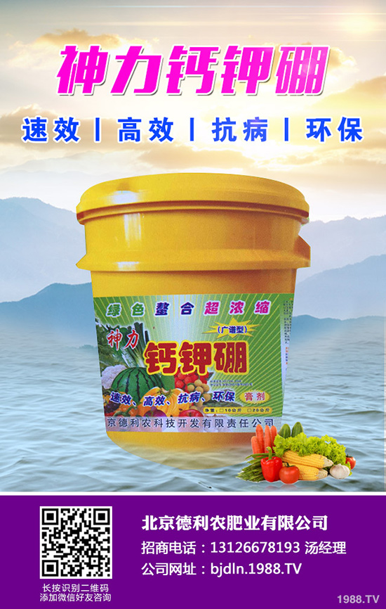 八月瓜種植前景如何，八月瓜種植要點！