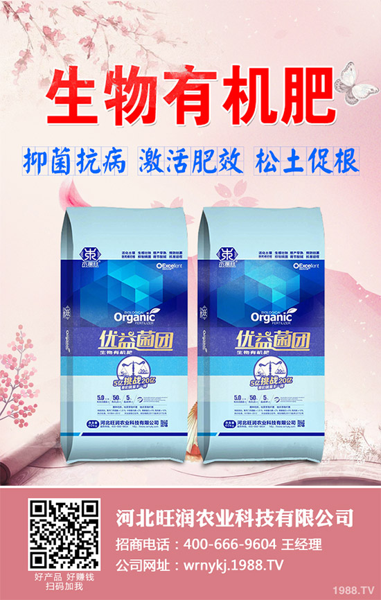 大棚韭菜該怎么種？冬季大棚韭菜種植技術要點