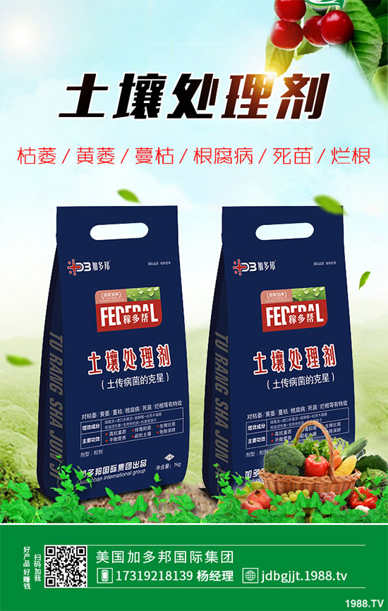 貢菊花該如何栽培？貢菊花高產(chǎn)栽培技術(shù)