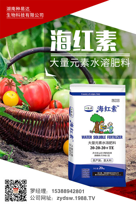 秋季草莓怎么栽？秋季大棚草莓的高產(chǎn)栽培技術(shù)及環(huán)境要求