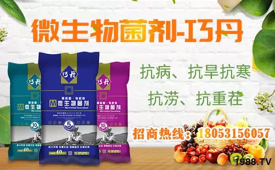【微生物菌劑+有機(jī)肥】效果牛逼！施一遍頂三遍，省力又高產(chǎn)！