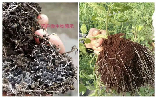 【微生物菌劑+有機(jī)肥】效果牛逼！施一遍頂三遍，省力又高產(chǎn)！