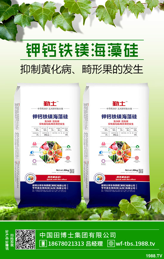 秋冬大棚黃瓜如何種植？秋冬黃瓜的種植方法及管理方法！