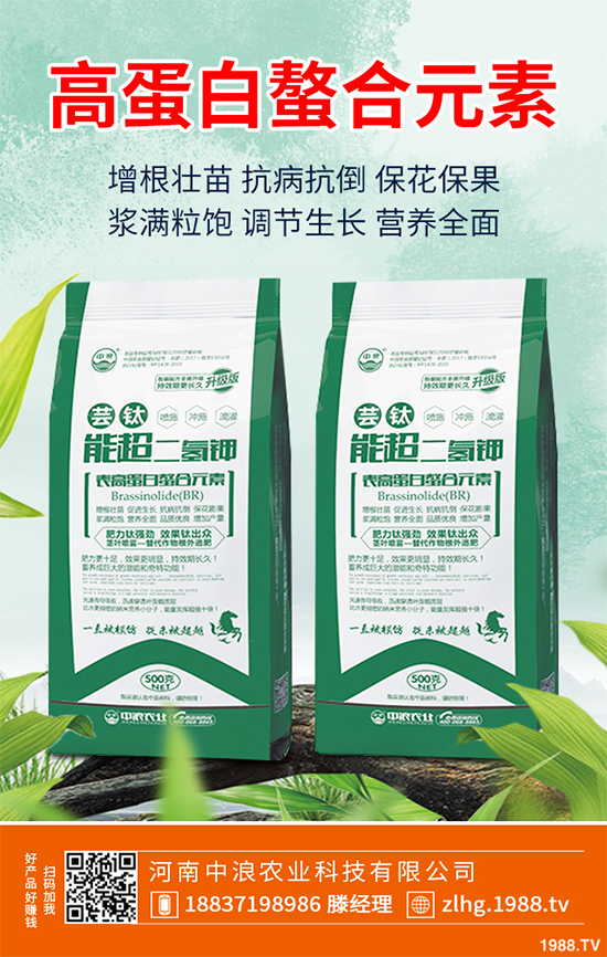 芥菜什么時候種植效益更好？芥菜高產(chǎn)種植技術(shù)要點(diǎn)