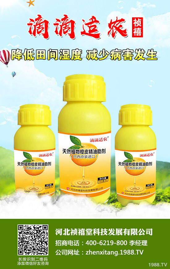 秋季草莓如何管理才能高產(chǎn)？秋季草莓定植管理技術！