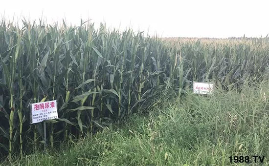 �ٿ���С�����a(ch��n)1471�����pø����ȫ�����������߮a(ch��n)������(d��ng)֮�o����