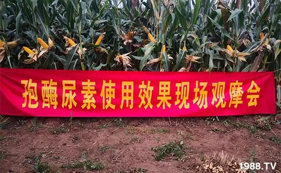 �ٿ���С�����a(ch��n)1471��pø����ȫ�����������߮a(ch��n)������(d��ng)֮�o����