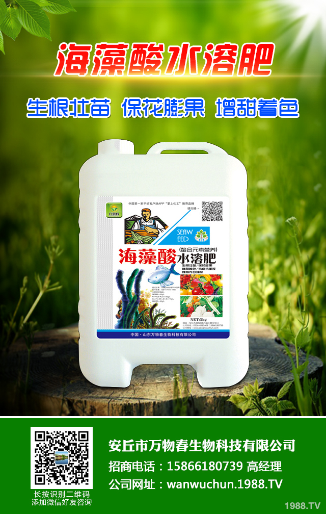 秋播小麥怎么提高質(zhì)量？秋播小麥提高質(zhì)量六要點(diǎn)