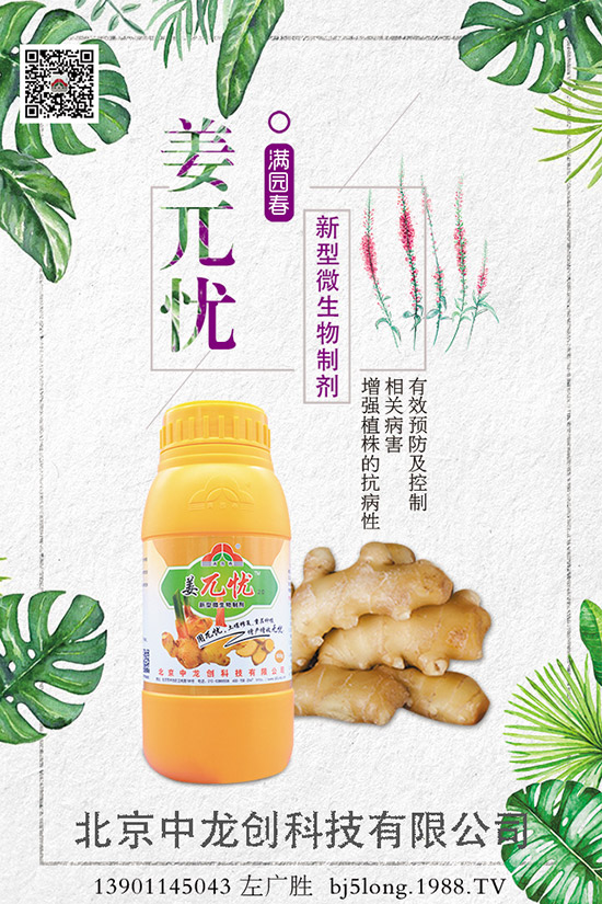 生姜施肥的方法有哪些，如何施肥才能高產(chǎn)？生姜施肥技巧！