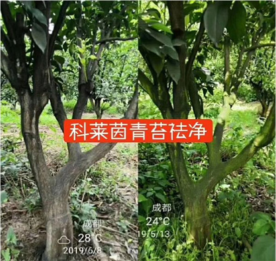 神奇除青苔劑！，不反彈！干凈，青苔無蹤！