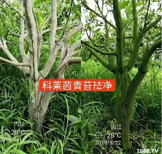 神奇除青苔劑！，不反彈！干凈，青苔無蹤！