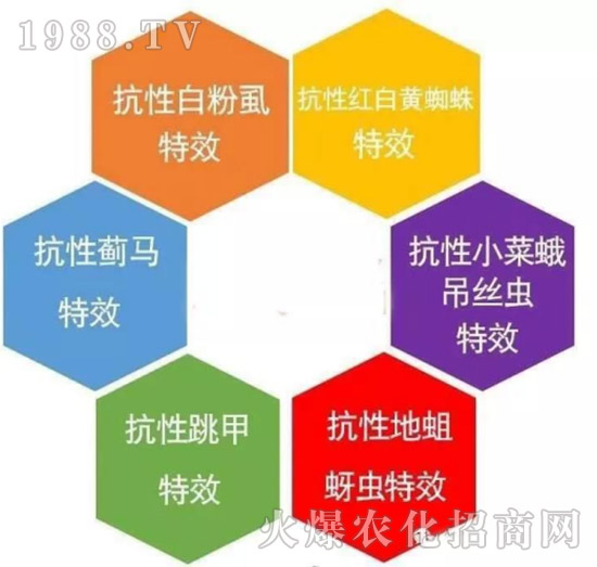     防治高抗性白粉虱——?dú)⑾x殺卵一招制敵