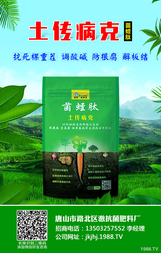 番茄立枯病危害癥狀，番茄立枯病怎么防治？