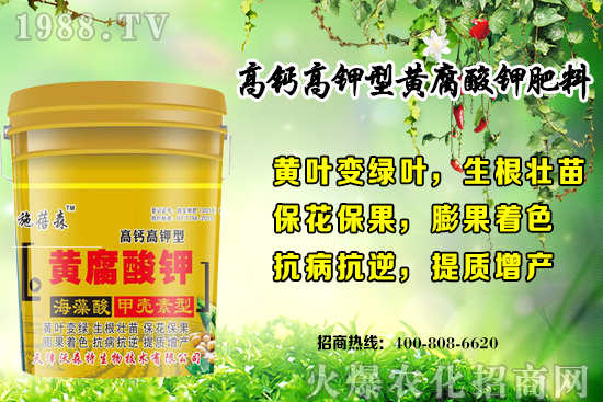 草莓生長對環(huán)境要求有哪些？秋季草莓定植注意事項和管理方式！