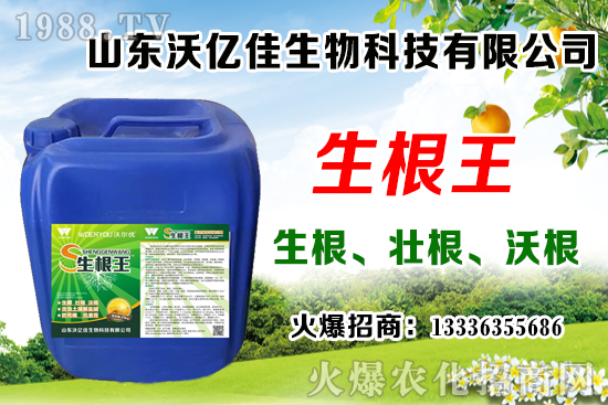 影響草莓花芽分化因素有哪些？草莓花芽分化期與定植管理要點(diǎn)！