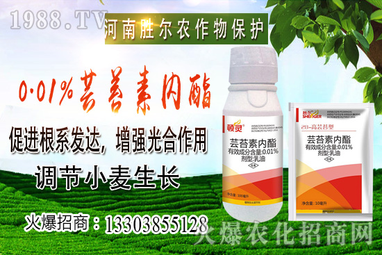 小麥價格上漲節(jié)奏逐漸興起，后市可期！10月22日小麥價格行情