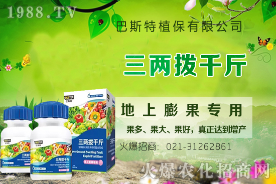 影響牛膝根系的生長因素有哪些？牛膝生根壯苗用什么葉面肥？