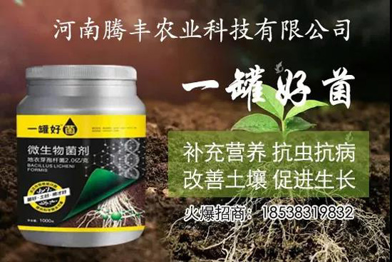 葛根種植幾年可以賣，高產(chǎn)葛根種植方法！