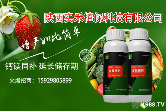 西紅柿卷葉是什么原因，西紅柿卷葉防治措施有哪些？