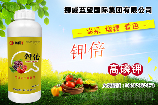 西紅柿著色差，快看是不是這些原因！西紅柿著色措施