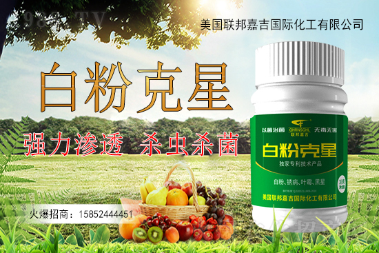 辣椒白粉病為何難以防控？辣椒白粉病如何用藥防治效果好？