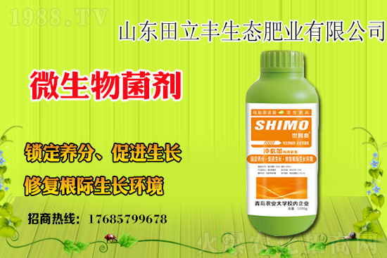 板藍(lán)根該如何種植？板藍(lán)根種植前景和效益怎么樣？