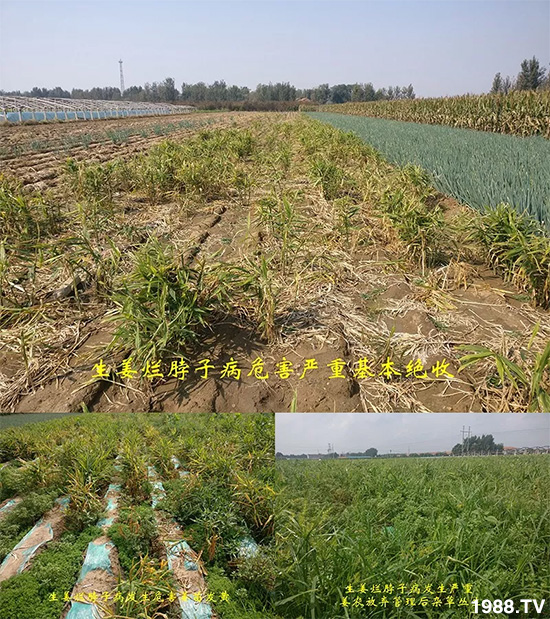     發(fā)明專利產(chǎn)品——姜兀憂，三段式防控爛脖子病！用戶紛紛反饋效果，火了！