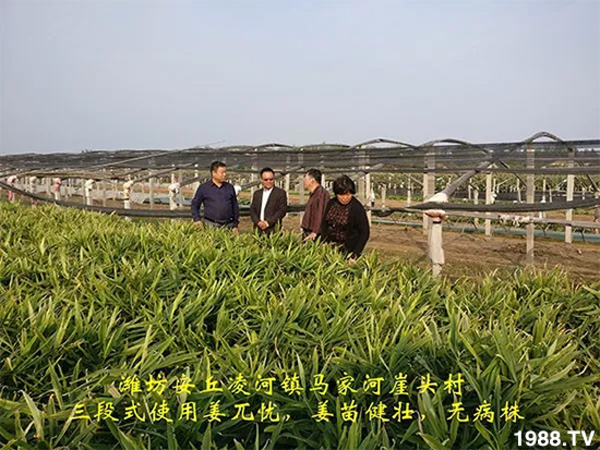     發(fā)明專利產(chǎn)品——姜兀憂，三段式防控爛脖子??！用戶紛紛反饋效果，火了！