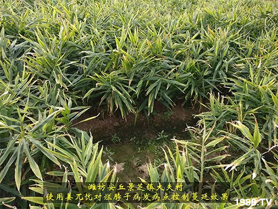     發(fā)明專利產(chǎn)品——姜兀憂，三段式防控爛脖子病！用戶紛紛反饋效果，火了！