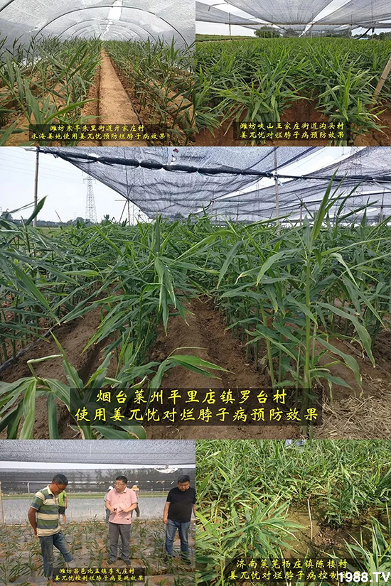     發(fā)明專利產(chǎn)品——姜兀憂，三段式防控爛脖子?。∮脩艏娂姺答佇Ч?，火了！