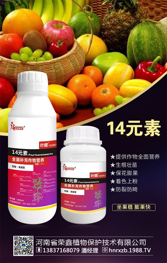 芹菜軟腐病有什么危害？芹菜軟腐病怎么防治好？