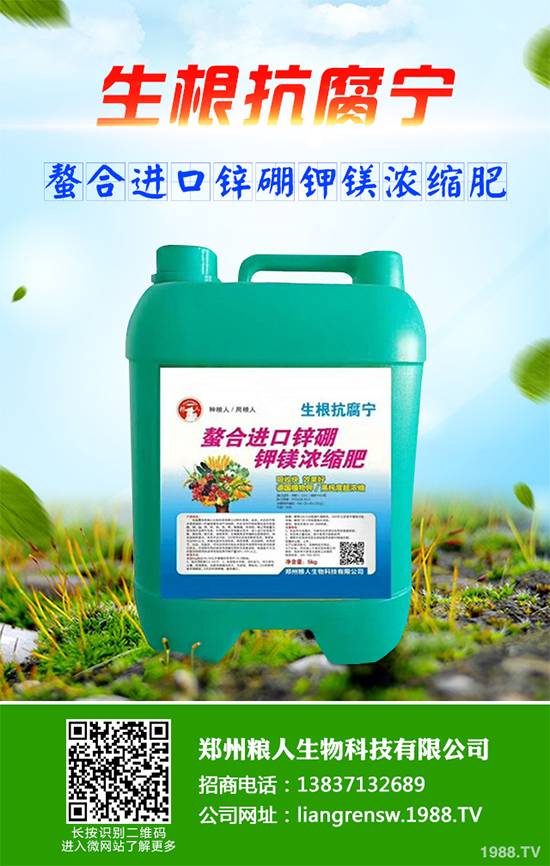 三葉青該如何種植？中藥材三葉青高產(chǎn)種植技術(shù)要點