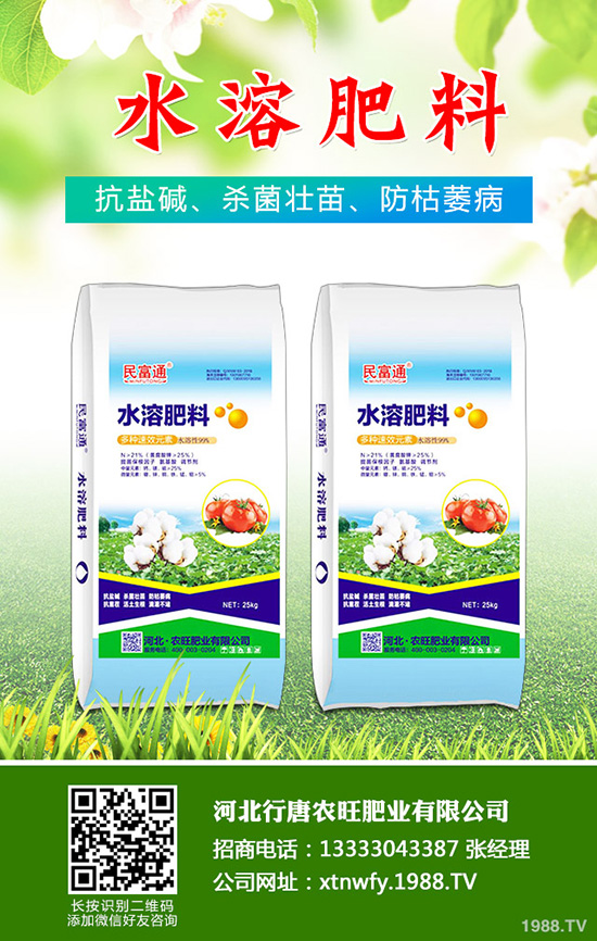 香菜如何種植香味濃產(chǎn)量高？韓國大棵香菜栽培技術(shù)！