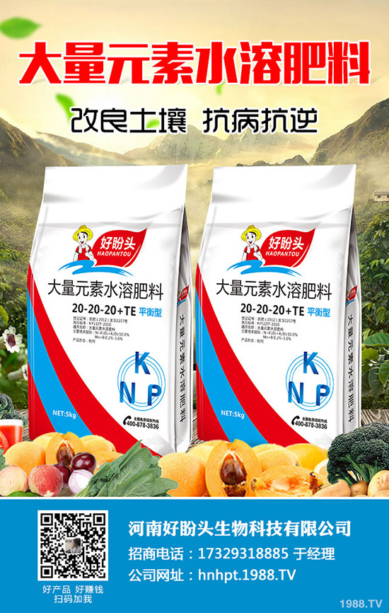 西蘭花什么時間種植？西蘭花田間如何管理？