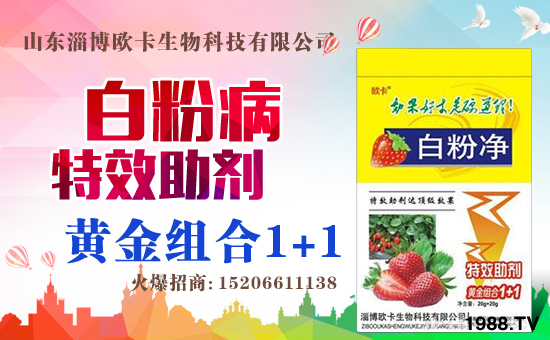 �����P(gu��n)ϵ�����A��ɽ�|�Ͳ��W�������m(x��)�s1988.TV�����\�����°l(f��)չ��