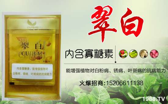 �����P(gu��n)ϵ�����A��ɽ�|�Ͳ��W�������m(x��)�s1988.TV�����\�����°l(f��)չ��