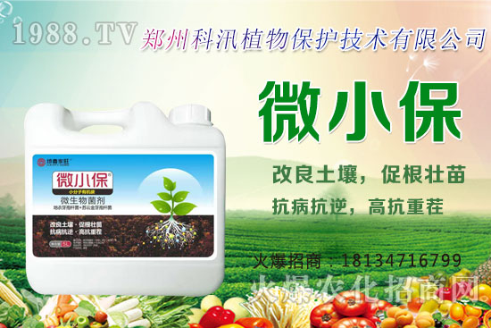 黑蒜的功效與作用，黑蒜與白蒜哪個更有營養(yǎng)？