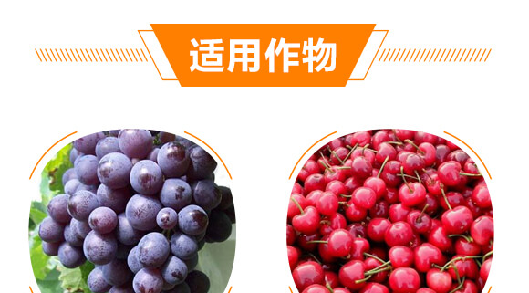 ���׳��00-400-500-����ϲɫ-ϲ�ϼ�_06