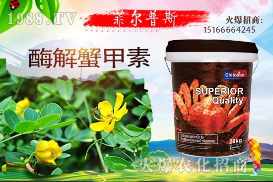 龍葵怎么種植？龍葵種植技術要點！