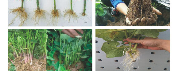 �r(n��ng)��ڈ@���＼�g(sh��)���޹�˾2_13