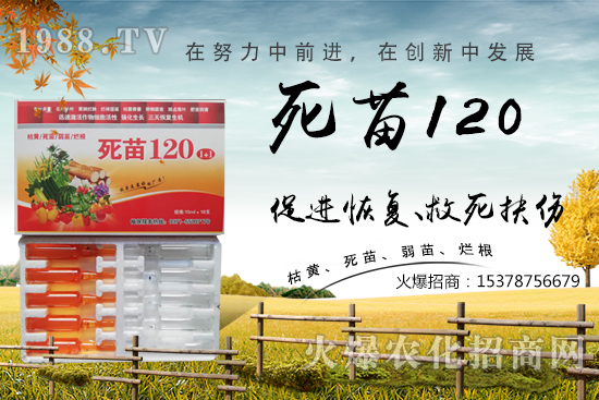  蔬菜種植不長(zhǎng)根，緩苗慢，死苗爛根？學(xué)會(huì)這些方法，蔬菜死苗爛根都不怕！